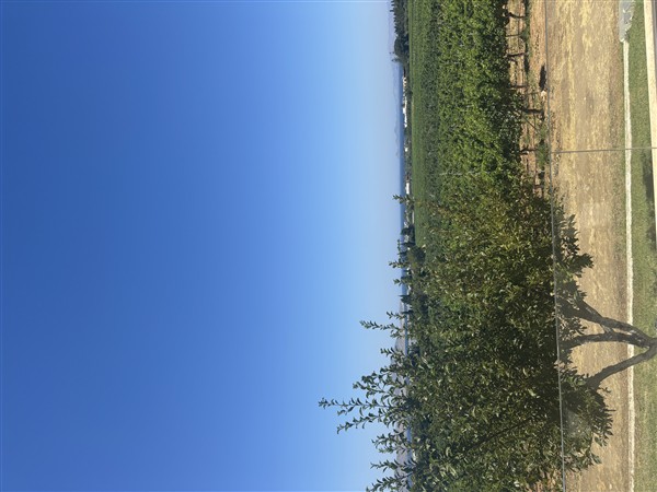 IMG 0058